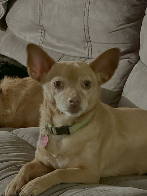 picture of the dog needing adoption
