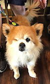 Tuffy