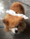Tuffy