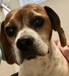Hogan