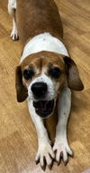 Hogan