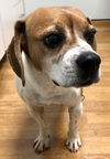 Hogan