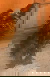 Toto