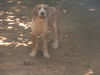 Tucker