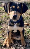 Harper