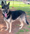 Gunner