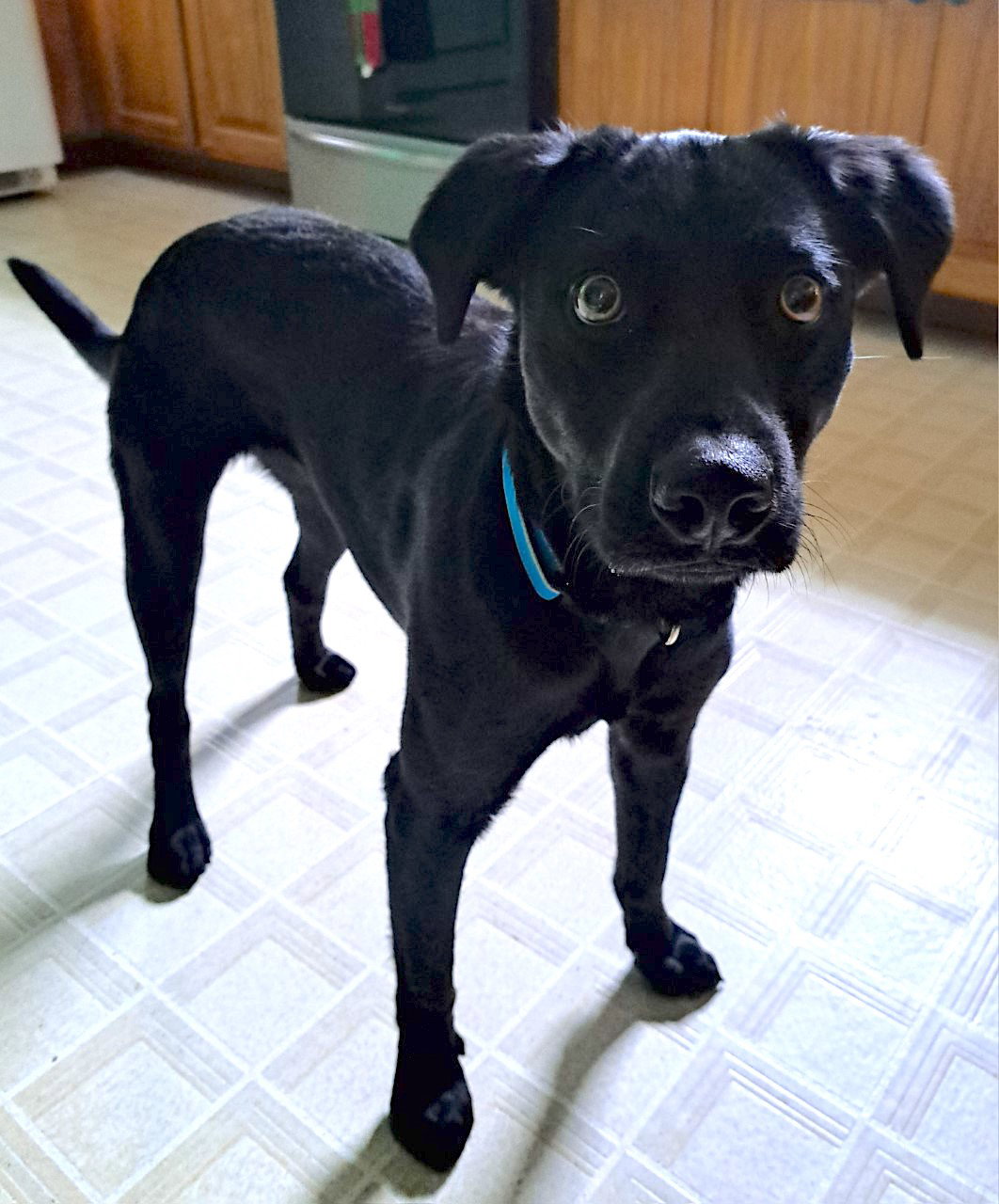 Dog for Adoption Boomer, a Black Labrador Retriever in Mayodan, NC