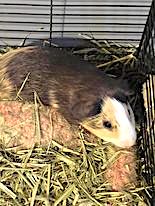 adoptable Guinea Pig in Mount Airy, NC named Guinea Pigs