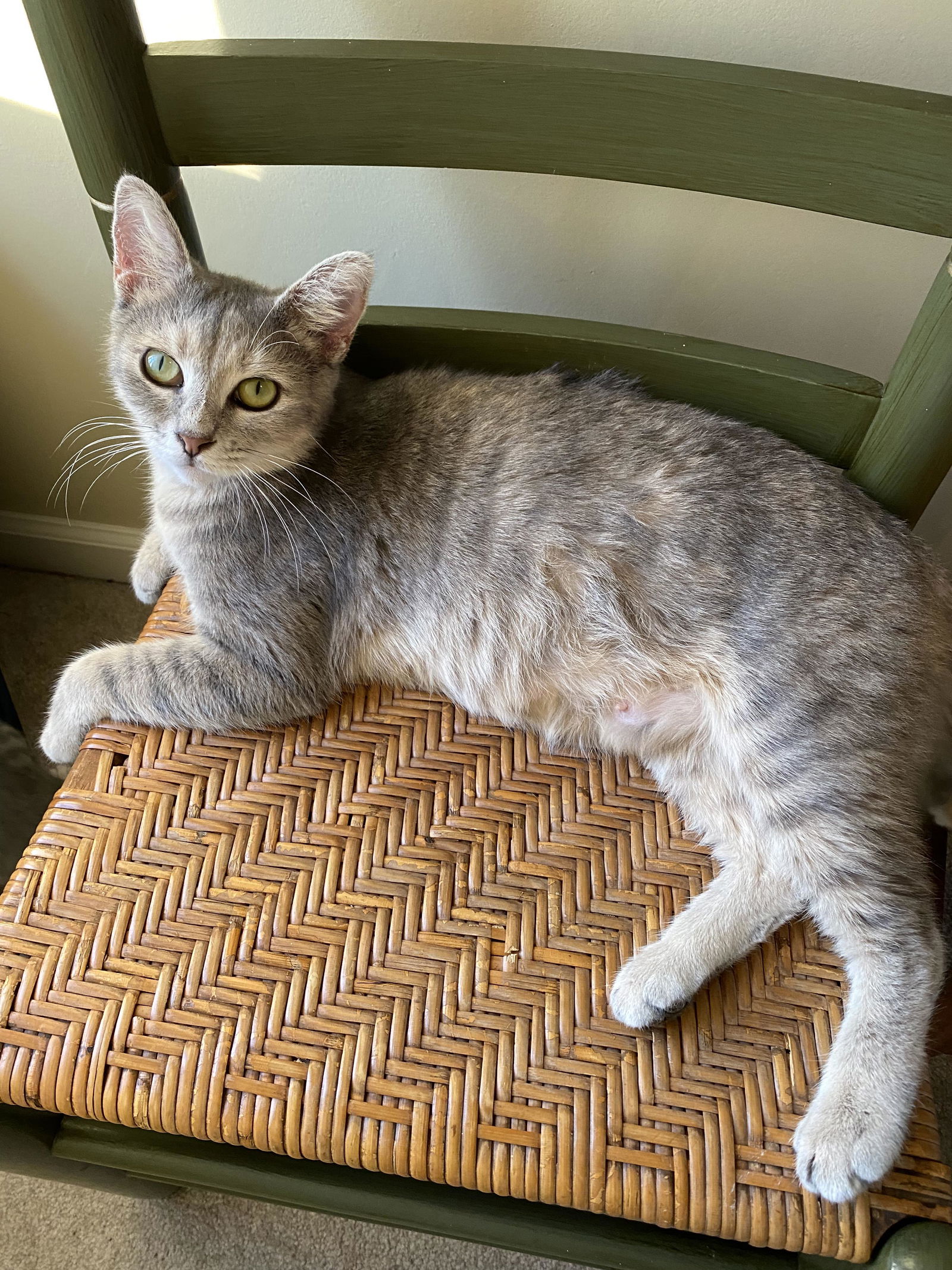 adoptable Cat in Mount Airy, NC named Fiona & Boots COURTESY LISTING