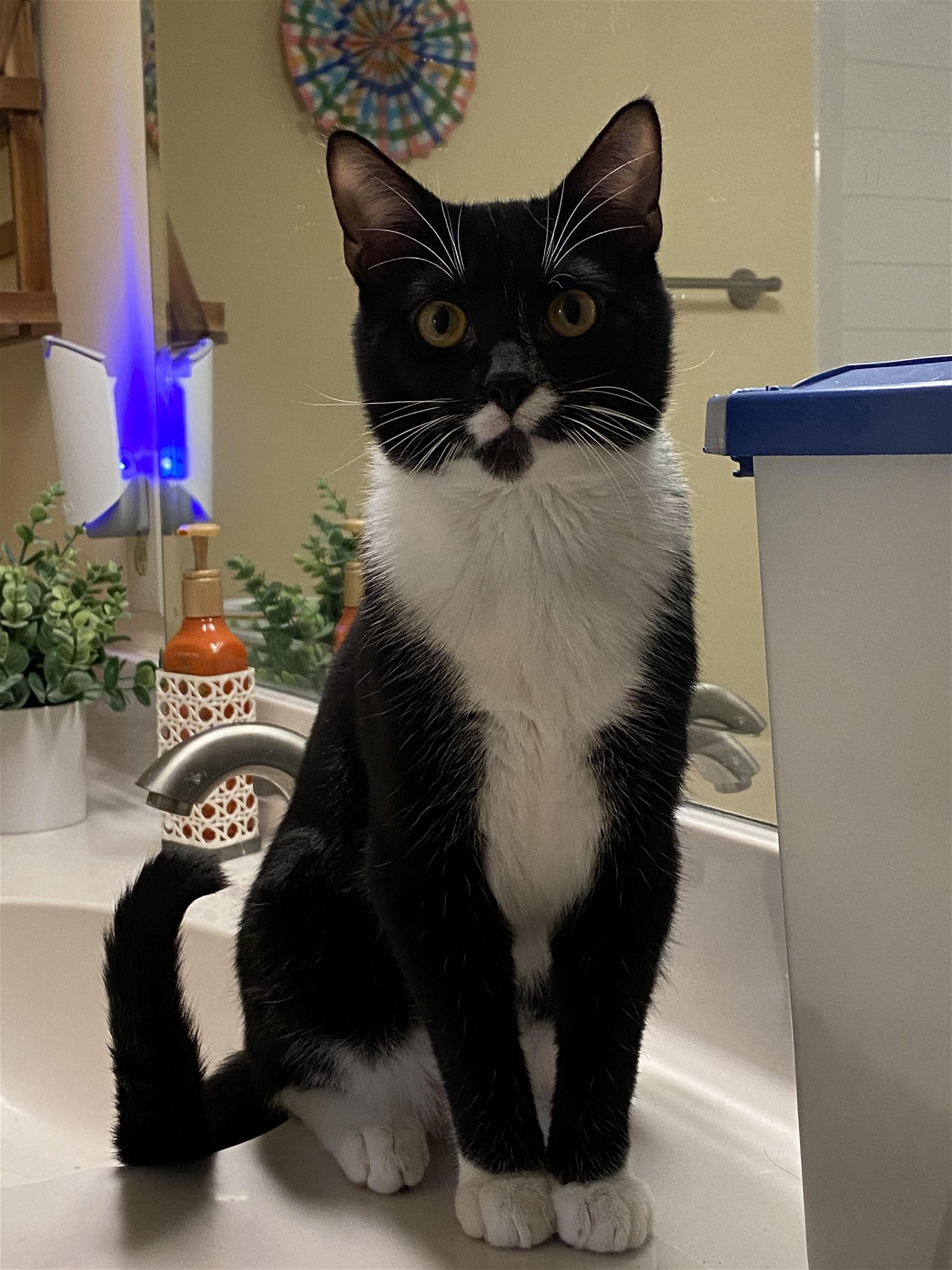 adoptable Cat in Mount Airy, NC named Truman