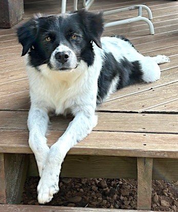 adoptable Dog in Mount Airy, NC named Fefe