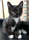 adoptable Cat in mount airy, NC named Sylvester