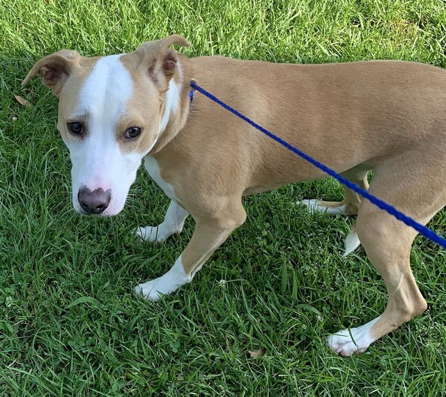 adoptable Dog in Mount Airy, NC named Honey