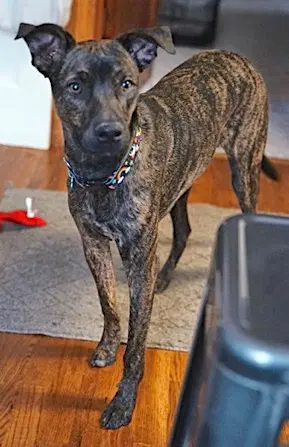 Danny - Manchester Terrier