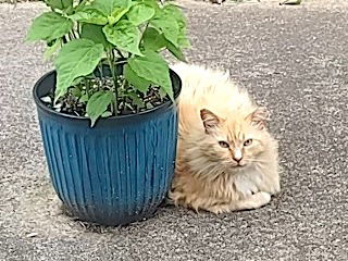 adoptable Cat in Mount Airy, NC named Butterscotch