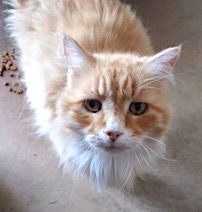 adoptable Cat in Mount Airy, NC named Tangerine