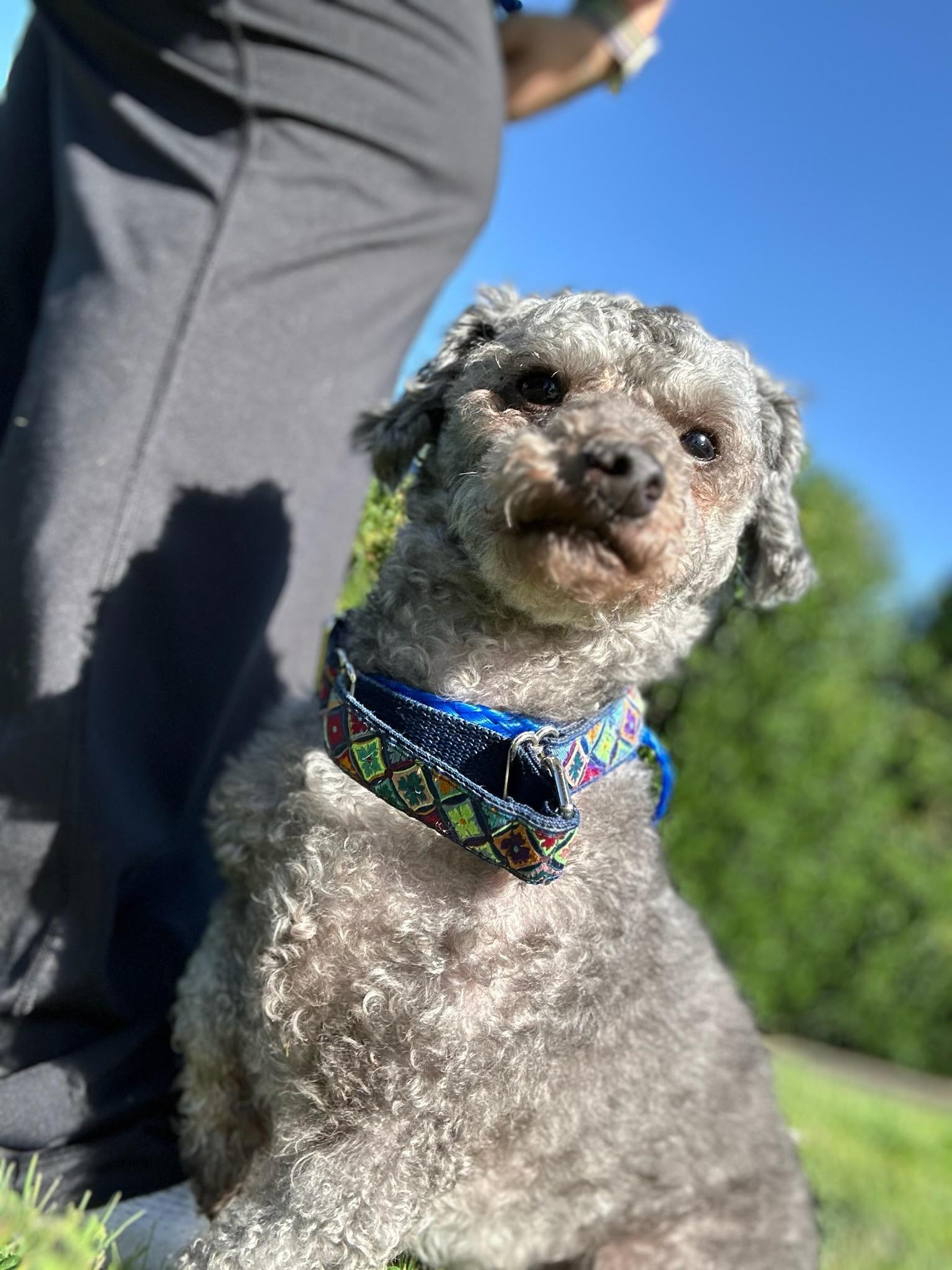 adoptable Dog in Mount Airy, NC named Blu