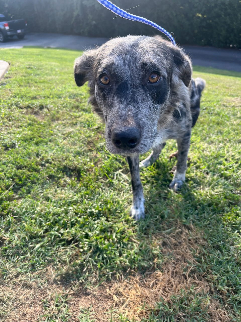 adoptable Dog in Mount Airy, NC named Happy