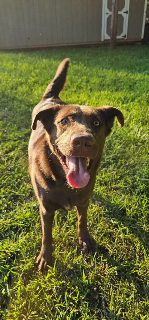 adoptable Dog in Mount Airy, NC named Duckie