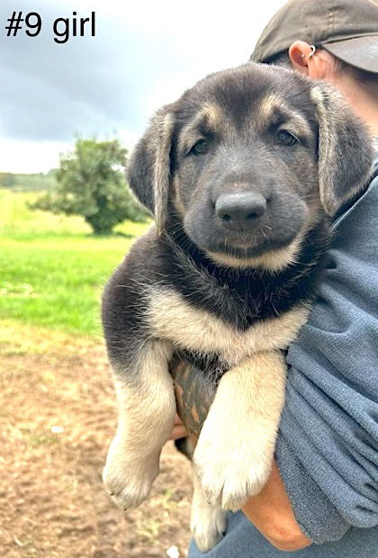 adoptable Dog in Mount Airy, NC named Granny (Apple pup)