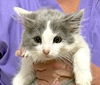 Kim's Kittens