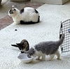Kim's Kittens