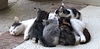 Kim's Kittens