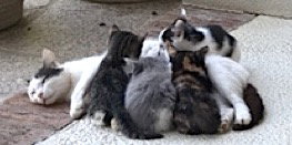 Kim's Kittens