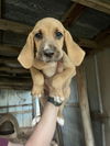 Bloodhound Babies