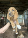 Bloodhound Babies