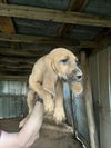 Bloodhound Babies