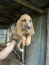 Bloodhound Babies