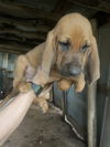 Bloodhound Babies