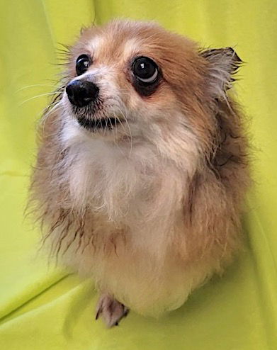 adoptable Dog in Mount Airy, NC named Alice