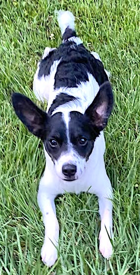 adoptable Dog in Mount Airy, NC named Pepper