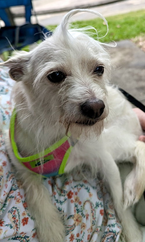 Zeke, an adoptable Chinese Crested-Powder Puff in Mount Airy, NC