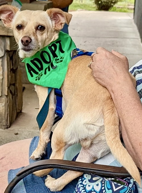Kirby, an adoptable Corgi in Mount Airy, NC