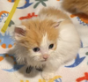 Graham, Chocolate & Marshmallow