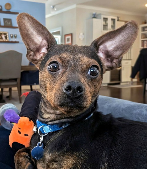 picture of the dog needing adoption