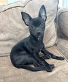 Cooper