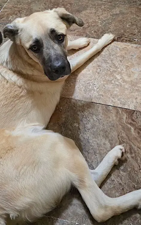 Sheba - Anatolian Shepherd