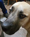 Sheba