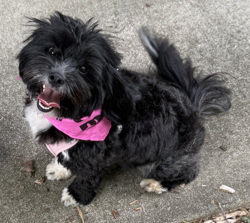 Ruby, an adoptable Shih Tzu in Mount Airy, NC