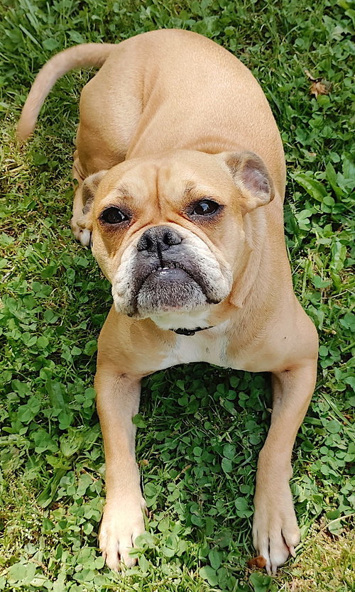Bubbles, an adoptable Boxer in Mount Airy, NC