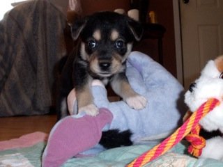 Cute puppies
