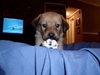 Cute puppies