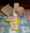 Cute puppies