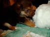 Cute puppies