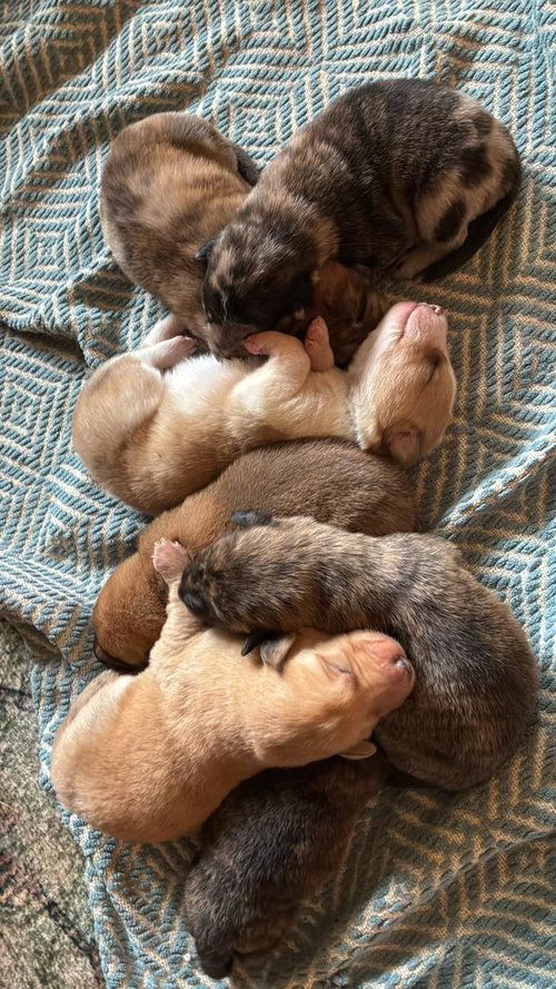 Cosmic boy puppies, an adoptable Plott Hound in Mount Airy, NC
