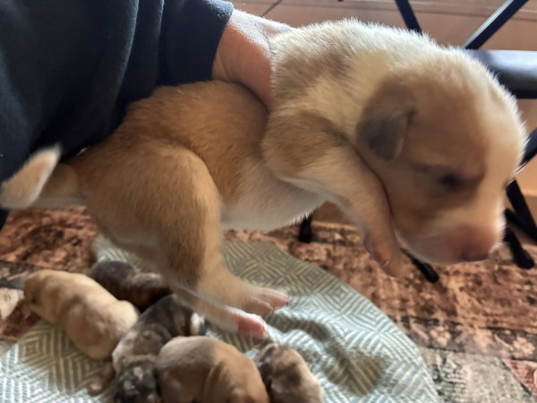 Cosmic boy puppies